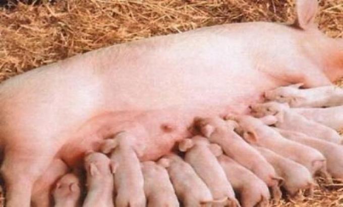 Cerdos: las altas temperaturas en el parto aumentan el estrés