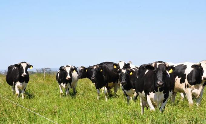 Uruguay: incremento de costos de producción amenaza el negocio