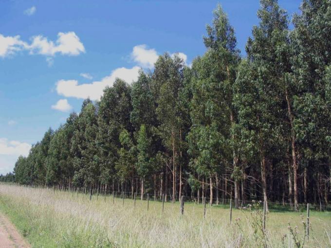 Comenzó a regir la extensión del régimen para promover inversiones en bosques cultivados