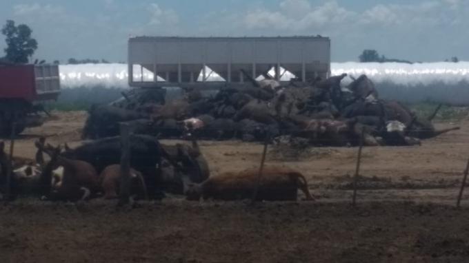 Mueren más de 1000 vacas en Santa Fe