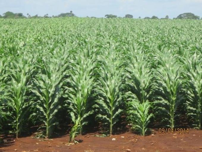 Importantes lluvias le dan un piso de 40 M Tn a la producción de maíz