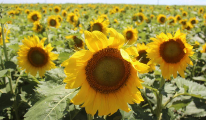 Las lluvias en regiones del norte impactarían sobre el potencial de producción de lotes tardíos de girasol