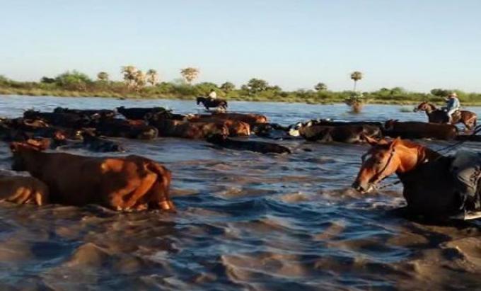 Campo solidario: ofrecen tierras para alojar animales afectados por las inundaciones