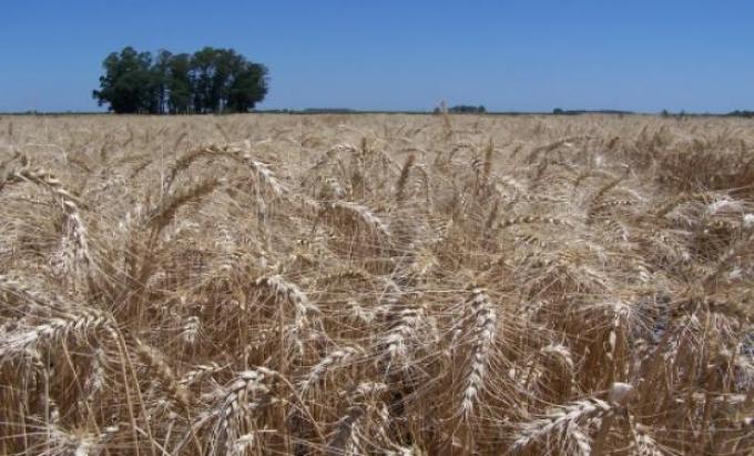 Trigo: restan cosechar lotes tardíos en Buenos Aires y La Pampa