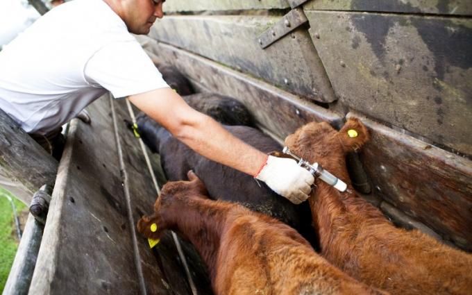 Avanza la campaña de vacunación antiaftosa y antibrucélica en el oeste formoseño
