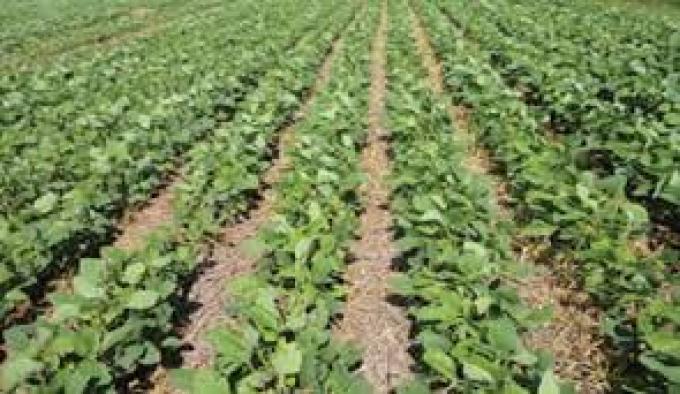 Las lluvias no paran y restan 200 mil ha más al área de soja 2018/19