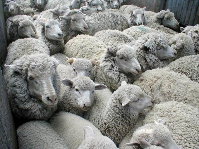 Ganaderos santacruceños le pidieron a Macri medidas para bajar el costo de los fletes