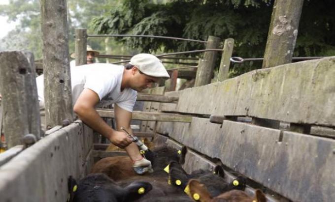 El Senasa prohibió el uso de colistina en animales