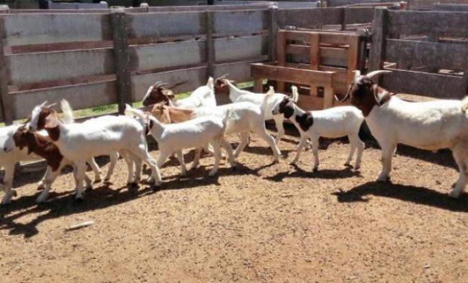 Cabras: estudian las carencias minerales para detectar enfermedades