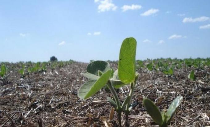 Las lluvias reducen la siembra de soja a 17,7 millones de hectáreas