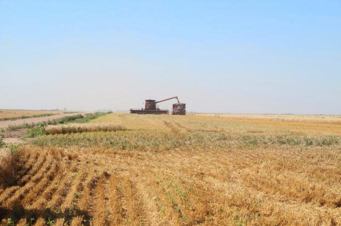 El maíz resiste los excesos y podría alcanzar un nuevo récord productivo