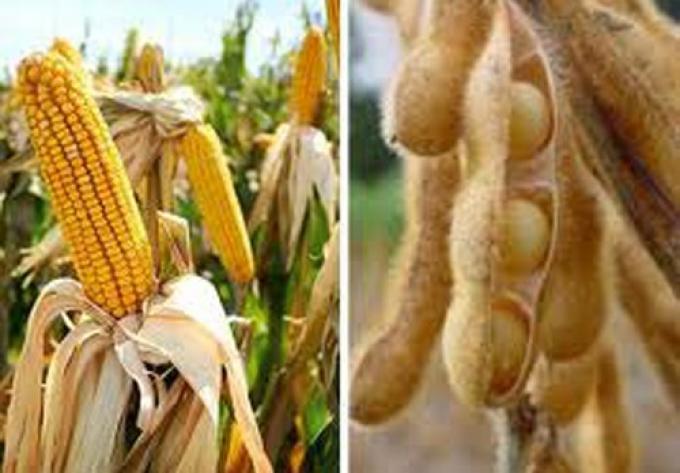Los precios de maíz y soja reciben soporte de Brasil y Argentina