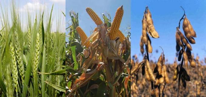 Situación de la actual campaña agrícola 2018/2019