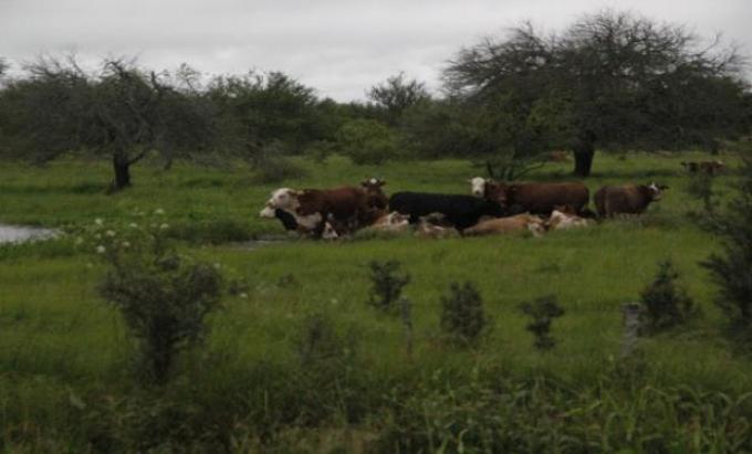 Inundaciones: una serie de medidas permiten atenuar los efectos adversos en ganadería