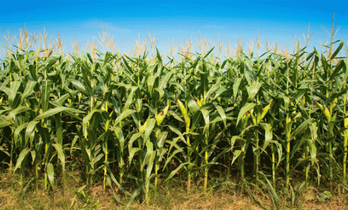 Productores deben informar la superficie agrícola destinada a la siembra
