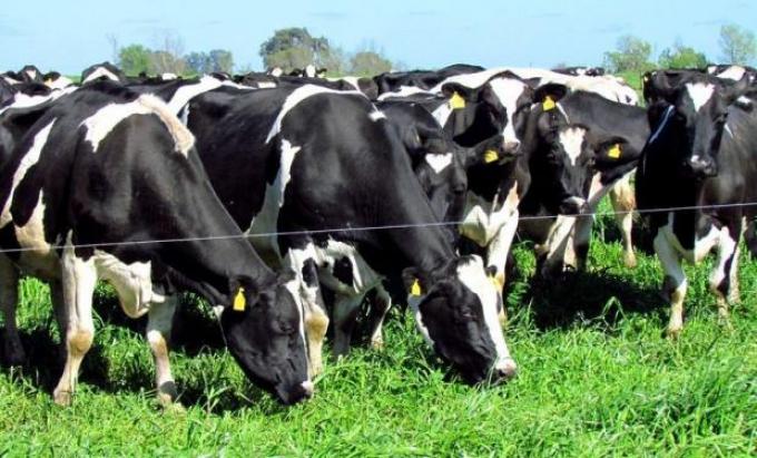 Críticas de una entidad del agro a la Ley que busca promover la lechería en Santa Fe