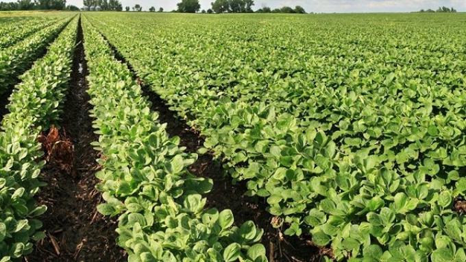 185 mil ha de soja quedarán sin cultivarse por las últimas lluvias