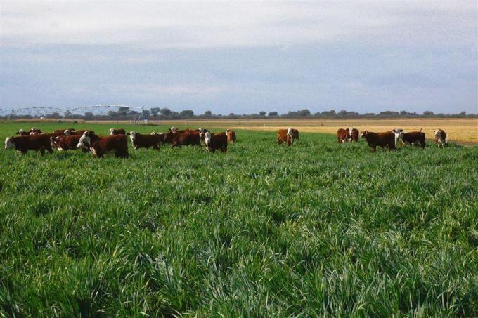 Ganadería intensiva: producen novillos de exportación en una zona con recursos escasos