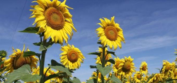 Caen los rindes en la cosecha de girasol del Norte, pero el cultivo está muy bien en el resto