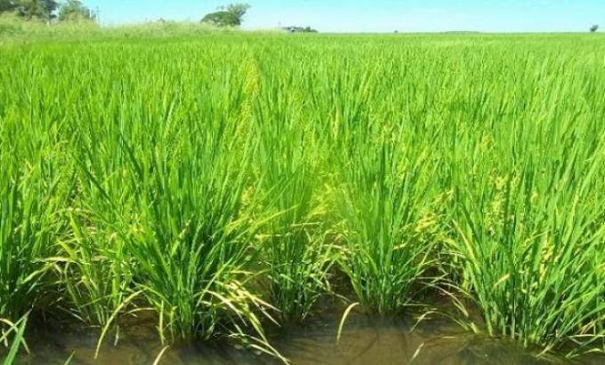 Entre Ríos: producto de las lluvias cae la condición del arroz