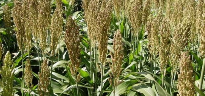 Sorgo: quedan 80 mil/ha para culminar la siembra 2018/19