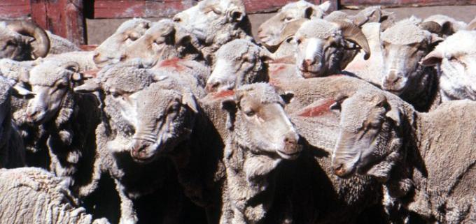 Una prologanda sequía afecta a la producción ovina de Santa Cruz