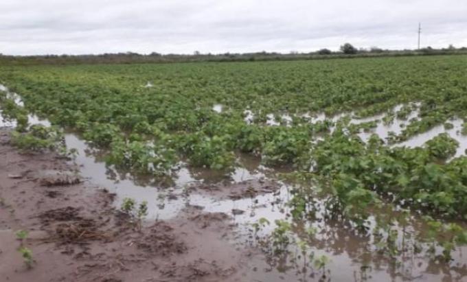 El clima en Argentina: comentarios a días de comenzar la definición del rinde