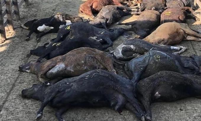 A raíz de la ola de calor, murieron 74 animales en el Mercado de Liniers