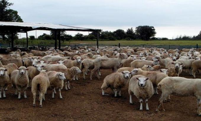 Creció un 40 % la exportación de lanas en Buenos Aires