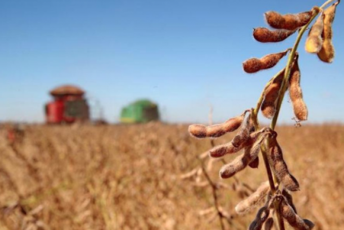 Soja, maíz y girasol aportarían un récord superior a las 100 millones de toneladas durante el ciclo 2018/19