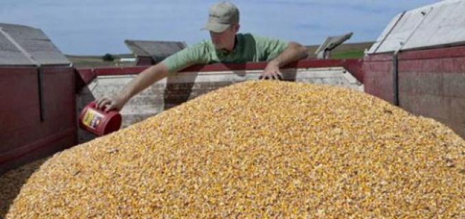 Las buenas condiciones de cultivo elevan en 2 mill/tn las estimaciones del maíz