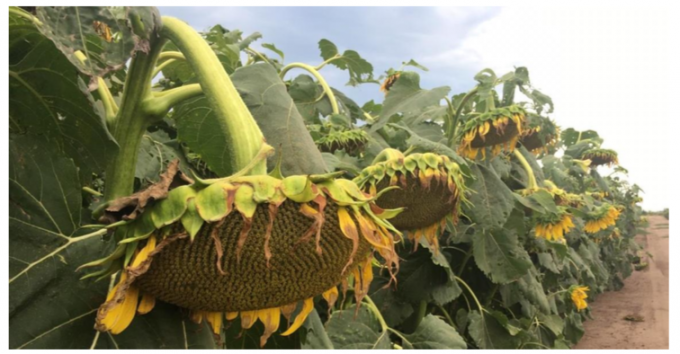 La cosecha de girasol llegó a un tercio del área sembrada con un rinde promedio de 19,2 qq/ha