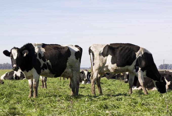 Nueva estrategia para el control y la erradicación de brucelosis bovina