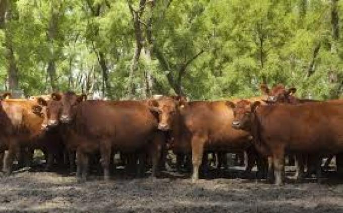 Etchevehere: "Argentina recupera el stock de vacas después de 12 años"