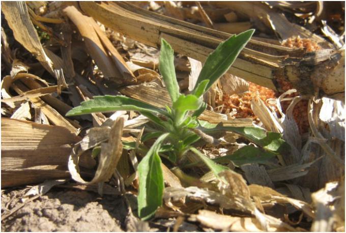 Alerta amarilla: posible resistencia de Rama Negra a herbicidas inhibidores de ALS