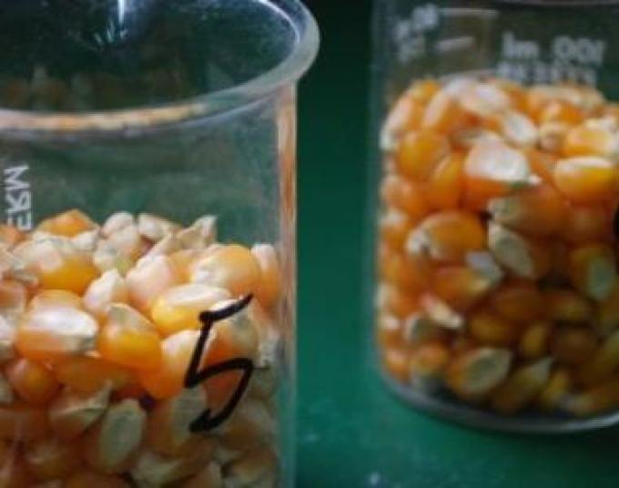 ADN del maíz: estudian cómo diseñar semillas multirresistentes