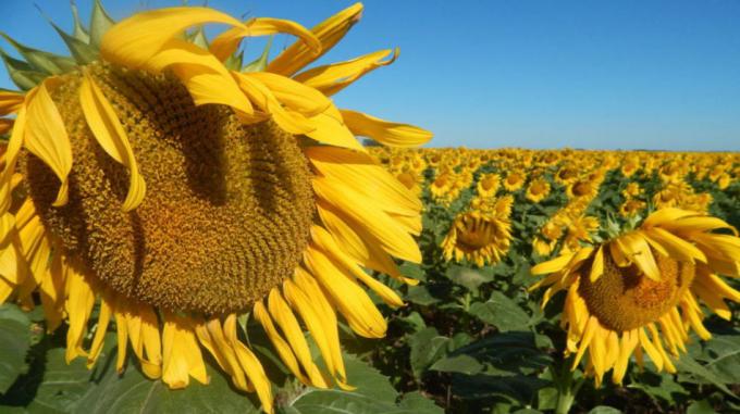 La cosecha de girasol continúa avanzando y el rinde se ubica en 19,4 qq/ha