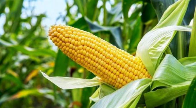 Maíz con buenas expectativas de siembra y alto promedio en la producción del cultivo