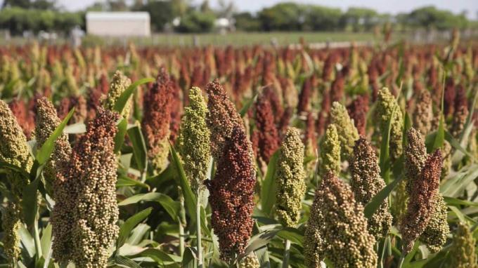 Sorgo con muy buen avance en el final de la siembra