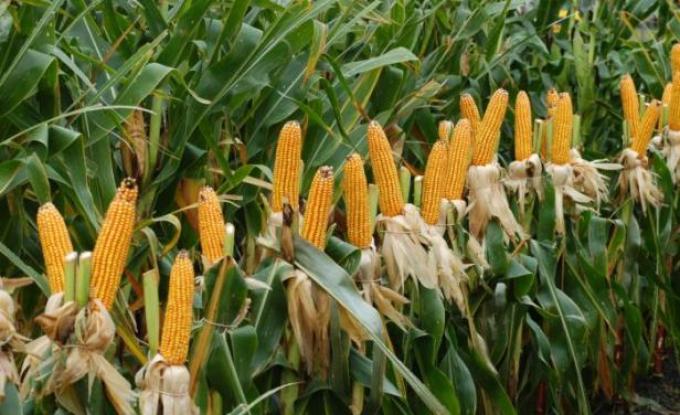 El maíz va por un nuevo récord: se esperan 111 qq/ha de promedio en la zona núcleo