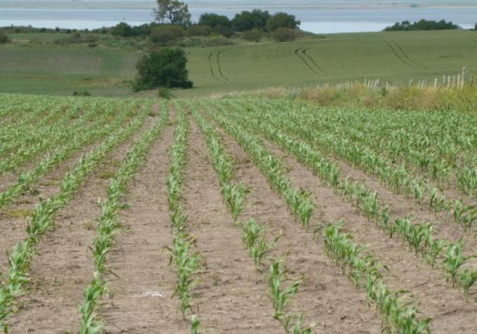 La salinización del suelo preocupa a los productores