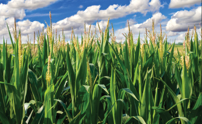 Buenas condiciones climáticas permiten avanzar con la siembra de los últimos lotes de maíz y sorgo