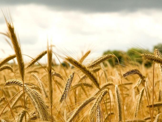 El precio del trigo doméstico cede ante la menor presión exportadora
