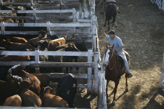 El precio de la hacienda acumula una suba cercana al 25% en lo que va del año y podría aumentar la carne.