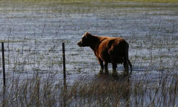 Sugerencias sanitarias para rodeos bovinos en zonas inundadas