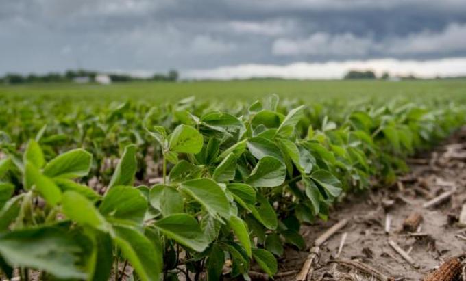 Productores comercializaron apenas un 10% de la soja de la nueva campaña