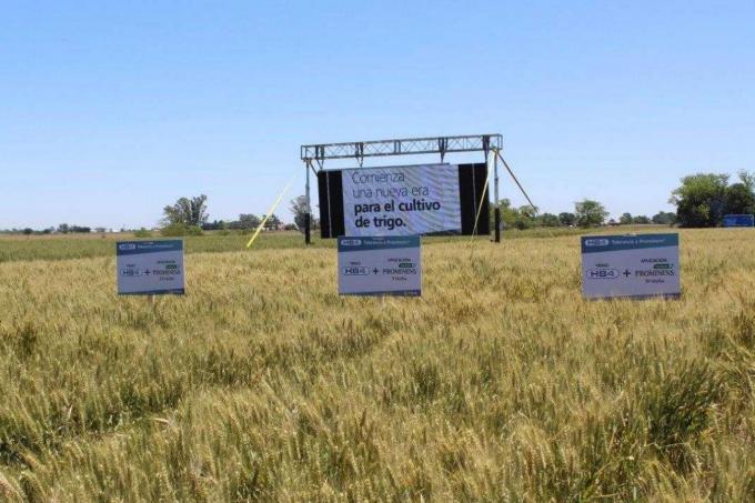 Definen una "hoja de ruta" para trabajar ante la controversia por el trigo tolerante a sequía.