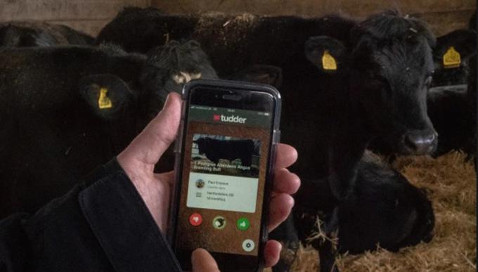 El Tinder de las vacas: la app que permite encontrar potenciales socios ganaderos