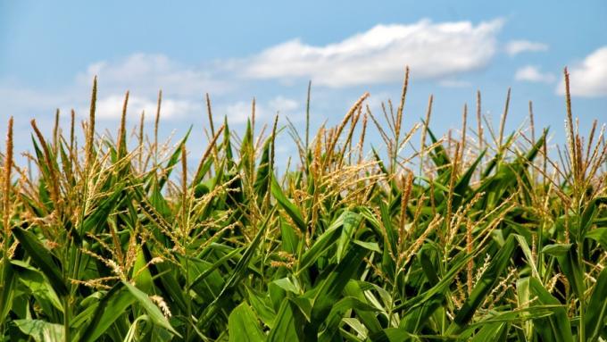 Excesos hídricos: las diferencias que marca el maíz ante la soja