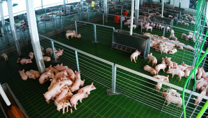 Productores de cerdo le reclaman al Gobierno porque los excluyó de la rebaja de cargas patronales